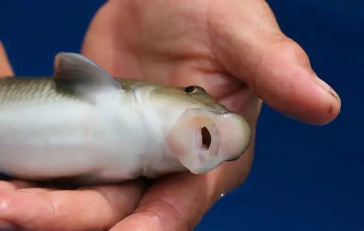 Cá Anh Vũ - “văn Lang Đệ Nhất Ngư” Quá Hiếm Cá Anh Vũ - “văn Lang Đệ Nhất Ngư” Quá Hiếm