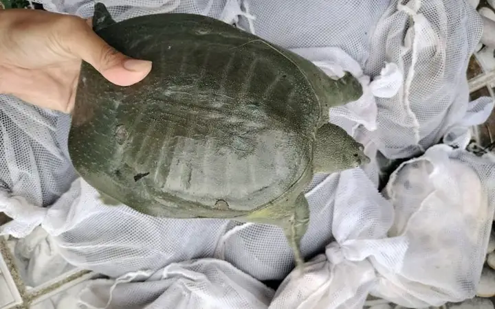 Chọn Ba Ba Theo Mục Đích Sử Dụng