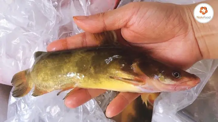 Cá Bò Vàng Là Con Gì?