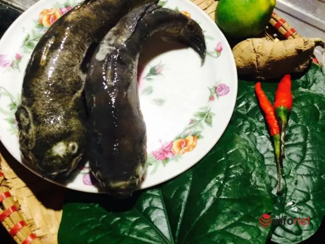 Canh Cá Bớp Nấu Lá Lốt Có Vị Chua Thanh Từ Chanh, Thơm Nồng Mùi Gừng, Mùi Lá Lốt Với Thịt Cá Trắng Tinh, Ngọt Đậm Vừa Lạ Miệng Lại Có Tác Dụng Bồi Bổ Cơ Thể Rất Tốt. Canh Cá Bớp Nấu Lá Lốt Có Vị Chua Thanh Từ Chanh, Thơm Nồng Mùi Gừng, Mùi Lá Lốt Với Thịt Cá Trắng Tinh, Ngọt Đậm Vừa Lạ Miệng Lại Có Tác Dụng Bồi Bổ Cơ Thể Rất Tốt.