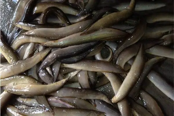 Bước 1: Sơ chế cá chạch kho nghệ Bước 1: Sơ chế cá chạch kho nghệ