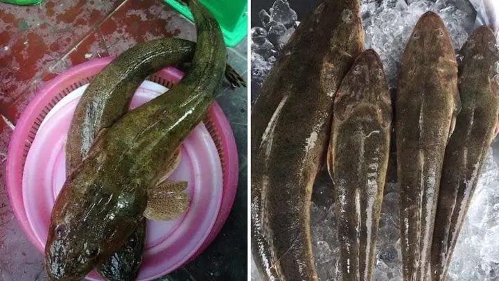 Cách Chọn Mua Cá Chai Ngon Cách Chọn Mua Cá Chai Ngon