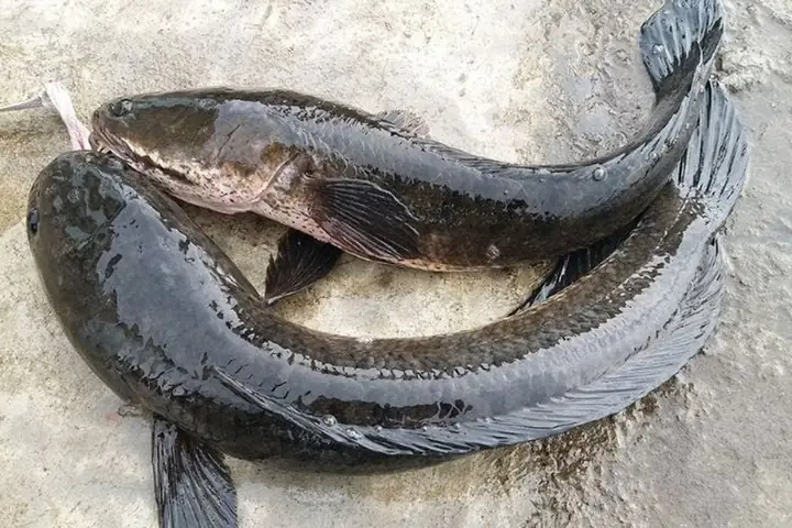 Lựa chọn cá lóc tươi ngon