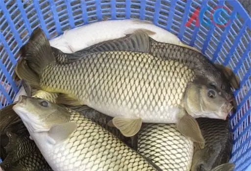 Sơ chế nguyên liệu làm cá chép om dưa Sơ chế nguyên liệu làm cá chép om dưa