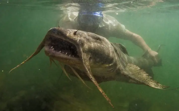 2cá Chiên Sống Ở Đâu?