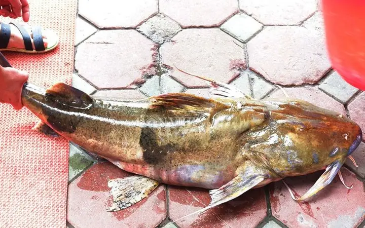 1cá Chiên Sông Đà - Loài Thuỷ Quái Được Săn Đón