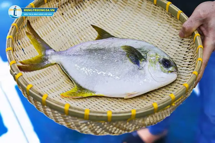 Hùng Trường Sa – Địa Chỉ Mua Cá Chim Tươi Sống Uy Tín Tại Hà Nội