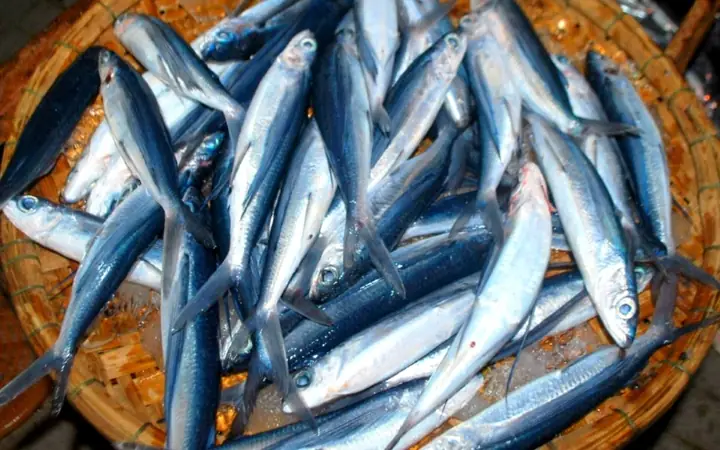 Cá chuồn có mình dài, lưng thon, màu xanh đen, bụng trắng, đặc biệt là cặp vây cánh dài tới tận đuôi. Nhờ thế, nó không chỉ nhảy búng lên mặt nước mà còn bay được. Tại xứ Quảng, thịt cá chuồn rất được ưa chuộng để chế biến món ăn, và một trong những món ăn dân dã nhất nơi đây là cá chuồn kho mít non.