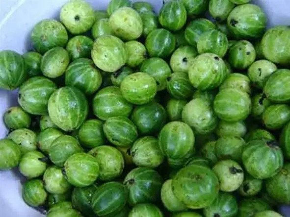 Quả cà đắng có thể được chế biến thành nhiều món ăn ngon.