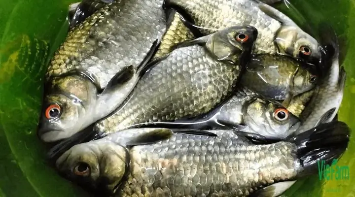 Cá Diếc Là Gì? Cá Diếc Là Gì?