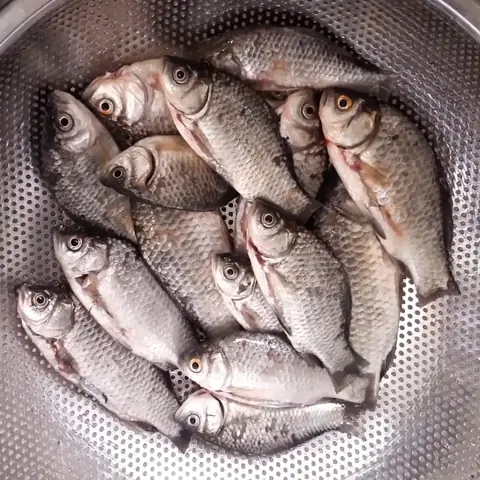 Sơ Chế Cá Diếc Sơ Chế Cá Diếc