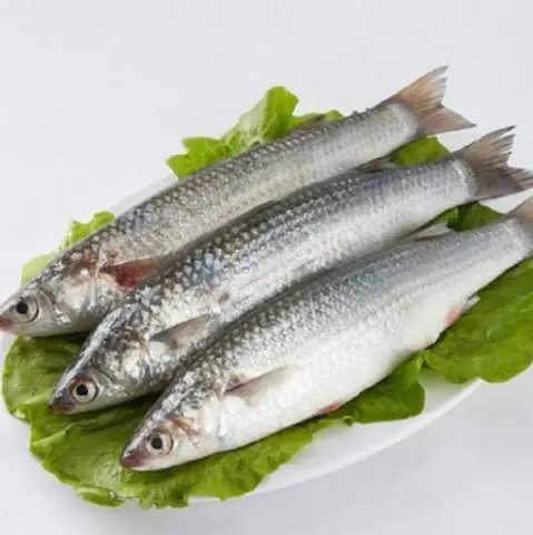 Cá đối là cá gì? Cá đối là cá gì?