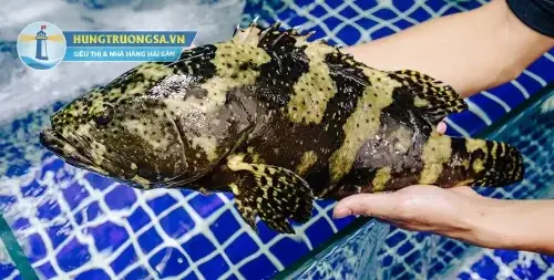 Cách Chọn Cá Song Tươi Sống Cách Chọn Cá Song Tươi Sống