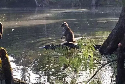 Kinh ngạc cảnh cá sấu 'cõng' gấu mèo vượt sông Kinh ngạc cảnh cá sấu 'cõng' gấu mèo vượt sông