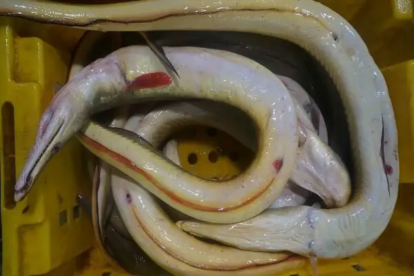 CÃ¡ch náº¥u cÃ¡ láº¡c kho nghá» Äáº­m ÄÃ  thÆ¡m ngon