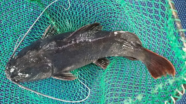 Cá Lăng Là Loài Cá Gì?