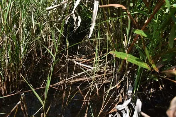 Nhớ hoài món lẩu cá lóc nấu mẻ rừng U Minh Nhớ hoài món lẩu cá lóc nấu mẻ rừng U Minh