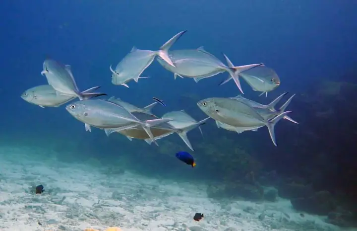 Có những món ăn mà chỉ vừa thấy thôi đã dắt mình về miền tuổi thơ xa thẳm. Cá măng là một trong những món như vậy.