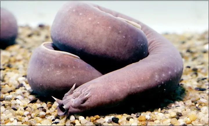 Tên gọi, nguồn gốc cá Ninja