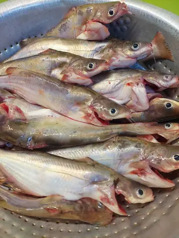 Cách nấu cá ngạnh om mẻ