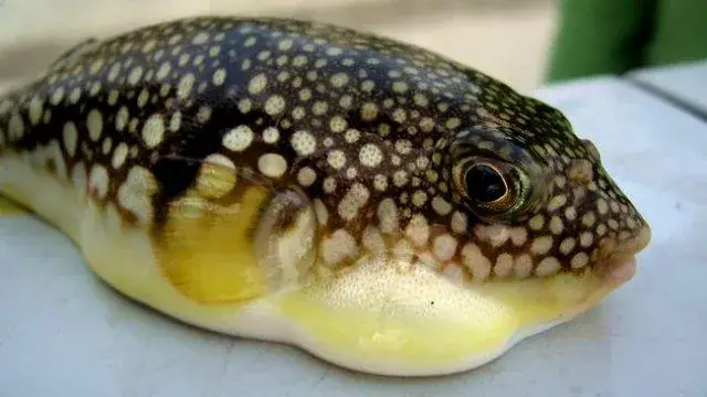 Cách Nấu Cá Nóc Nhím Thơm Ngon, An Toàn Chuẩn Vị Tại Nhà