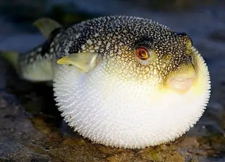 Cách Nấu Cá Nóc Nhím Thơm Ngon, An Toàn Chuẩn Vị Tại Nhà