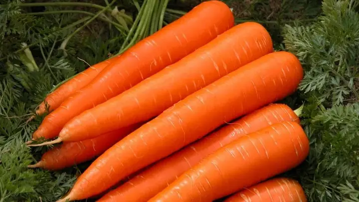 Chọn Mua Cà Rốt Trong Cách Nấu Cà Ri Bò