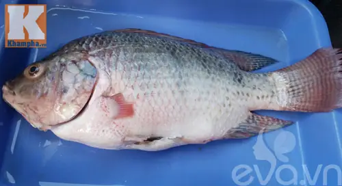 Cá Rô Phi Thơm Ngon, Chắc Thịt Lại Đậm Đà Quyện Lẫn Vị Sốt Cà Chua Vô Cùng Hấp Dẫn, Trôi Cơm Vô Cùng. Cá Rô Phi Thơm Ngon, Chắc Thịt Lại Đậm Đà Quyện Lẫn Vị Sốt Cà Chua Vô Cùng Hấp Dẫn, Trôi Cơm Vô Cùng.