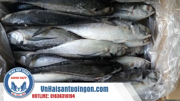 Minhhuy Seafood Cung Cấp Sỉ & Lẻ Cá Sòng Giá Rẻ, Uy Tín Tại Tphcm Minhhuy Seafood Cung Cấp Sỉ & Lẻ Cá Sòng Giá Rẻ, Uy Tín Tại Tphcm