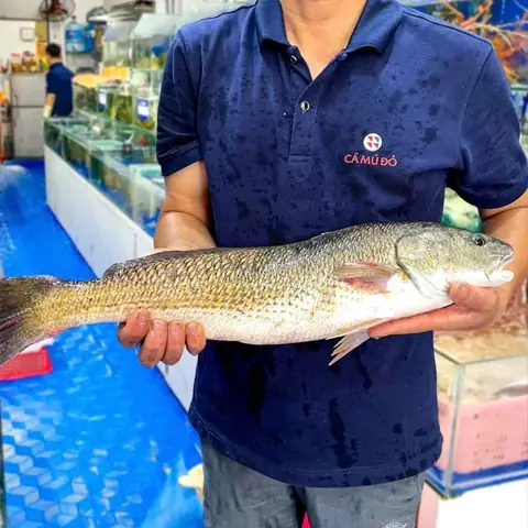 Cá sủ là cá gì?