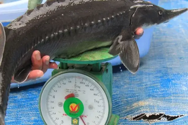 Loại Cá Tầm Nào Nấu Lẩu Ngon Nhất?