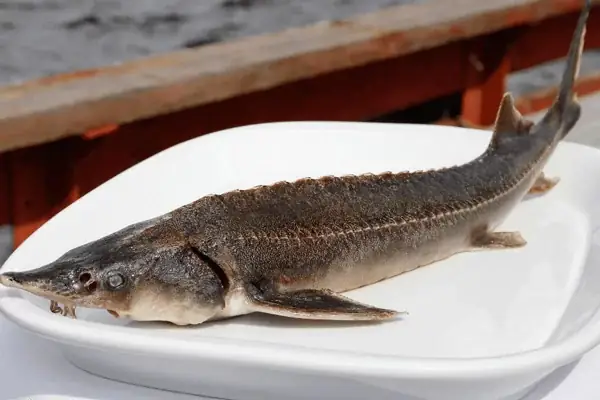 Cách Sơ Chế Cá Tầm Không Bị Tanh?