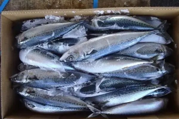 Cá Thu Đông Lạnh Là Gì?