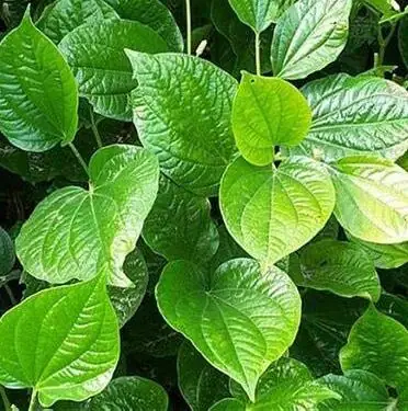 Các bước thực hiện