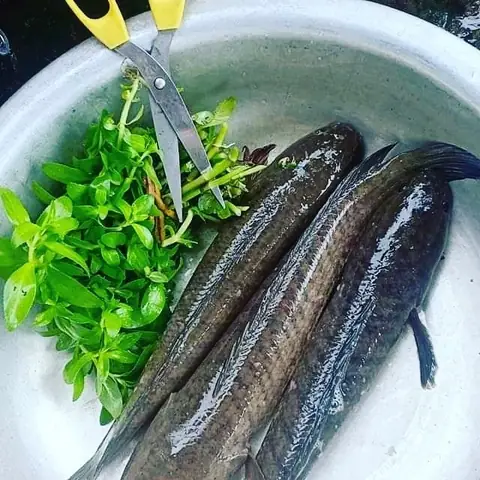 Cá Tràu Là Cá Gì? Người Nghệ Thường Nấu Những Món Ăn Nào?