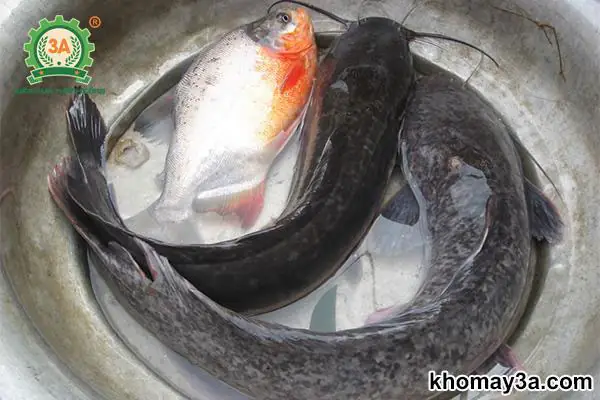 Cách Nấu Cá Trê Lai Ngon