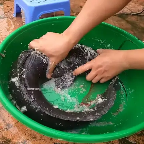 Sơ chế cá trê lai