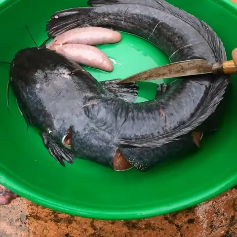 Sơ chế cá trê lai