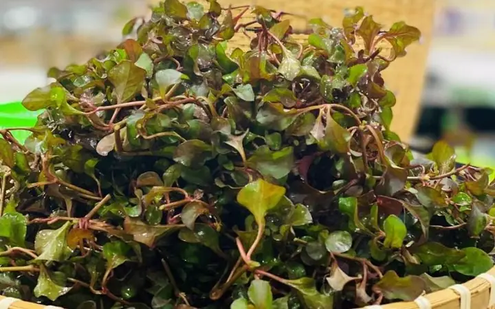 1Xà lách xoong Nhật là gì?