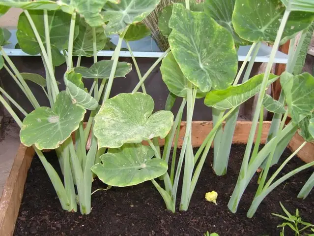 1. Bạc Hà Là Cây Gì? Tác Dụng Của Bạc Hà