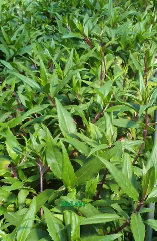 cách nấu canh bầu đất