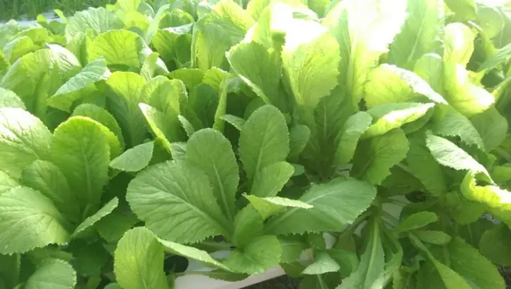 TÁC DỤNG CỦA RAU CẢI XANH