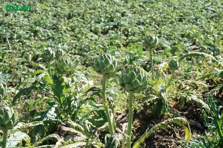 Mua Bông Atiso Ở Đâu?