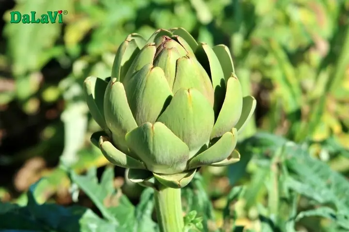 Bí Quyết Để Có Món Hầm Ngon