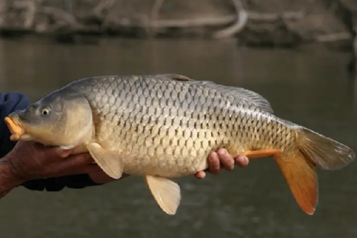 1cách Chọn Cá Chép Ngon