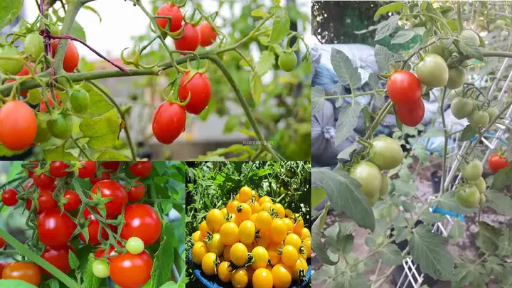 Chất Dinh Dưỡng Có Trong Cà Chua Bi Chất Dinh Dưỡng Có Trong Cà Chua Bi