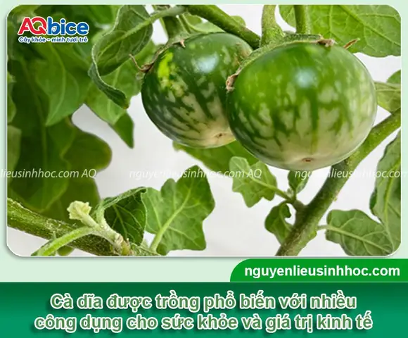 Tìm hiểu về cách trồng cà dĩa