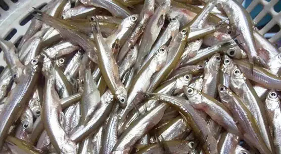 [Chế biến] – Cách làm canh dưa sắn nấu cá, ăn một lần nhớ mãi không quên