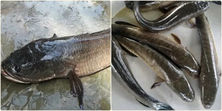 Hướng Dẫn Chọn Mua Cá Lóc Ngon Nấu Canh Chua