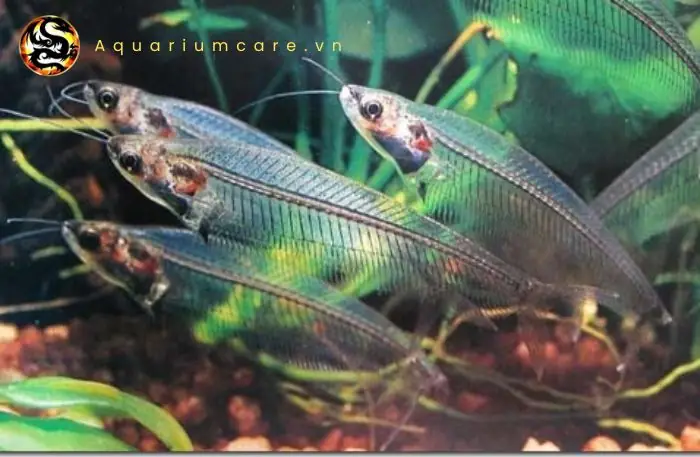 Đặc điểm nổi bật của cá Thủy Tinh